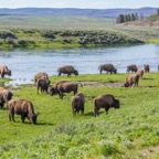 Bison at Yellowstone River.jpg