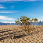 Mesquite in Dunes.jpg