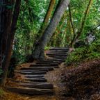 Big Sur State Park.jpg