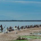 More Pelicans, Salton Sea.jpg