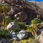 Palm Canyon, Anza Borrego State Park.jpg