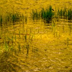 Ripples and Grasses, Yosemite.jpg