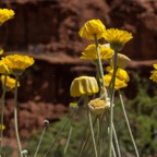 Sedona Flowers.jpg