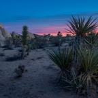 Sunset Cactus, Joshua Tree NP.jpg