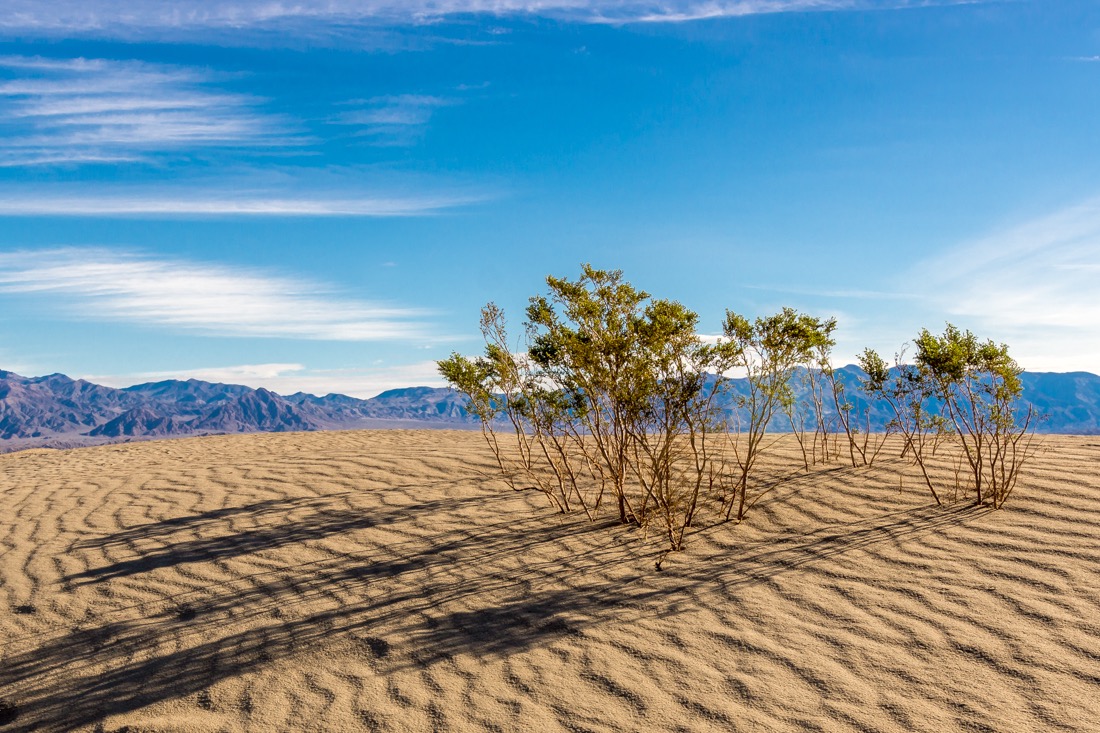 Mesquite in Dunes.jpg
