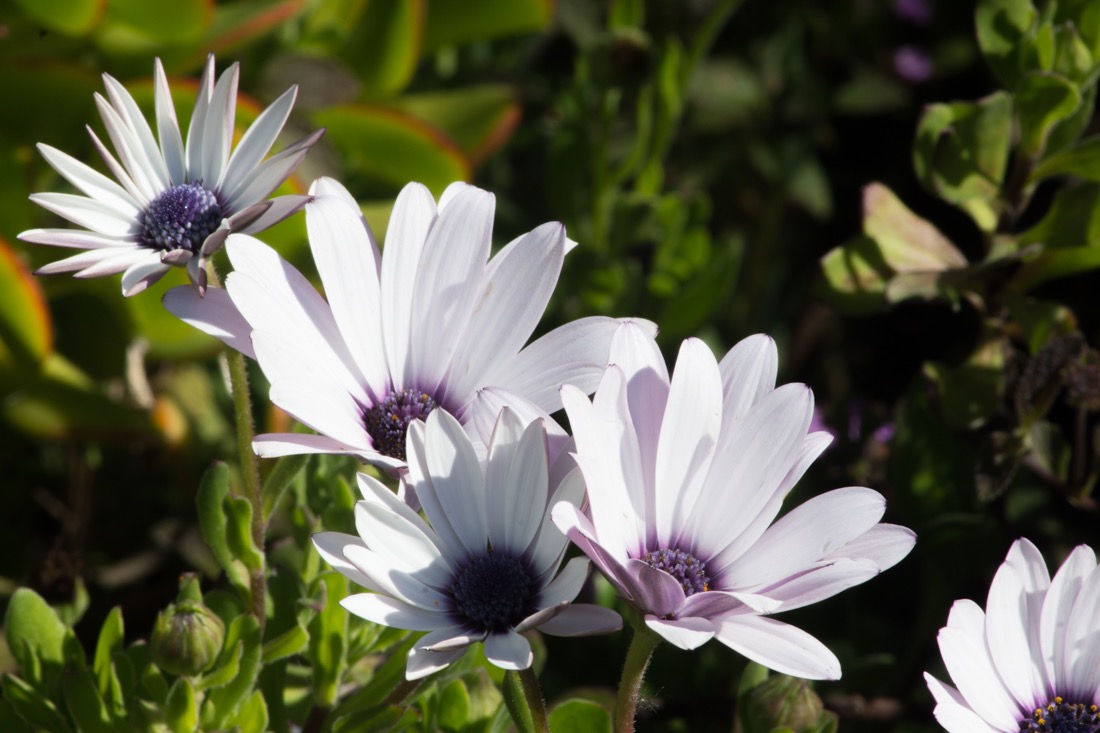 Backyard Flowers.jpg